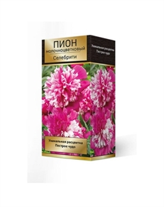 Пионы молочноцветковые Селебрити, 2-3 р-р, 1 шт. 90 h(см), Осень 2024 Поиск