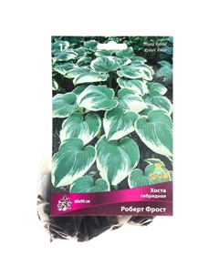 Хоста гибридная Роберт Фрост, I р-р, 1 шт. 60*90 h(см), Осень 2025 Поиск
