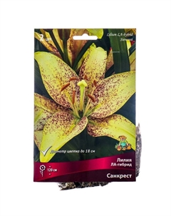 Лилии ЛА-гибриды «Санкрест», 14/16 р-р, 2 шт. 120 h(см), Осень 2022 Поиск