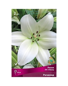 Лилии ЛА-гибриды «Ричмонд», 14/16 р-р, 2 шт. 115 h(см), Осень 2025 Поиск