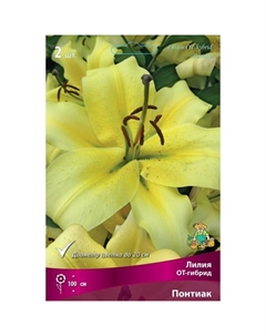 Лилии ОТ-Гибриды «Понтиак», 14/16 р-р, 2 шт. 100 h(см), Осень 2022 Поиск
