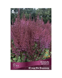 Астильба китайская «Ю энд Ми Форевер», I р-р, 1 шт. 80 h(см), Осень 2024 Поиск