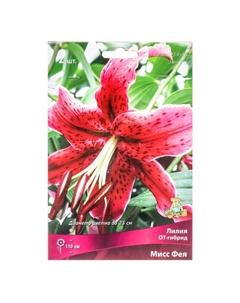 Лилии ОТ-Гибриды «Мисс Фея», 14/16 р-р, 2 шт. 110 h(см), Осень 2025 Поиск
