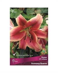 Лилии ОТ-Гибриды «Холланд Бьюти», 14/16 р-р, 2 шт. 95 h(см), Осень 2025 Поиск