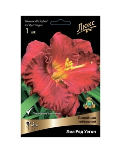 Лилейник гибридный «Лил Ред Уэгон», I р-р, 1 шт. 60 h(см), Осень 2024 Поиск