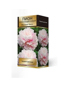 Пионы молочноцветковые Монинг Кисс, 2-3 р-р, 1 шт. 70-90 h(см), Осень 2025 Поиск