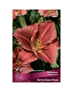 Лилейник гибридный «Литтл Анна Роза», I р-р, 1 шт. 40 h(см), Осень 2024 Поиск