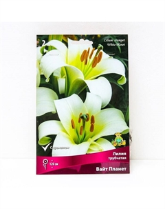Лилии Трубчатые «Вайт Планет», 14/16 р-р, 2 шт. 120 h(см), Осень 2024 Поиск
