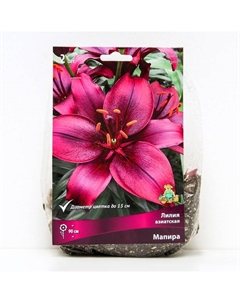 Лилии Азиатские «Мапира», 14/16 р-р, 2 шт. 90 h(см), Осень 2024 Поиск