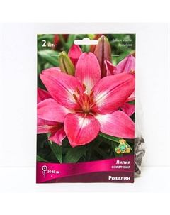 Лилии Азиатские Розалин, 14/16 р-р, 2 шт. 50-60 h(см), Осень 2024 Поиск