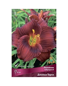 Лилейник гибридный Джипси Тертл, I р-р, 1 шт. 45 h(см), Осень 2024 Поиск