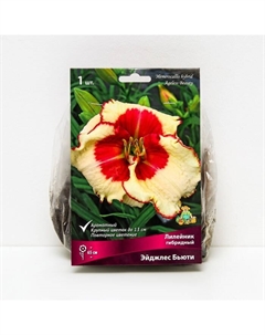 Лилейник гибридный «Эйджлес Бьюти», I р-р, 1 шт. 65 h(см), Осень 2024 Поиск