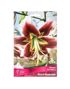 Лилии ОТ-Гибриды «Лесли Вудрифф», 14/16 р-р, 2 шт. 150 h(см), Осень 2025 Поиск