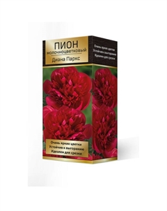 Пионы молочноцветковые Диана Паркс, 2-3 р-р, 1 шт. 95 h(см), Осень 2025 Поиск