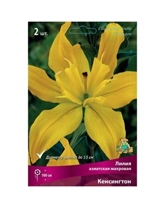 Лилии Азиатские махровые «Кенсингтон», 14/16 р-р, 2 шт. 100 h(см), Осень 2024 Поиск
