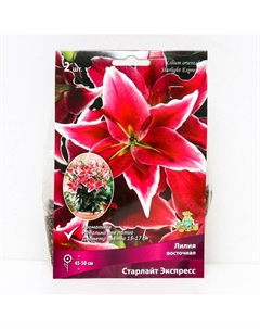 Лилии Восточные горшечные «Старлайт Экспресс», 12/14 р-р, 2 шт. 45-50 h(см), Осень 2022 Поиск