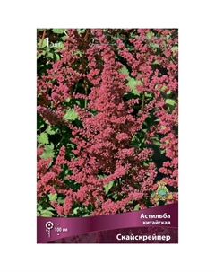 Астильба китайская «Скайскрейпер», I р-р, 1 шт. 105 h(см), Осень 2024 Поиск