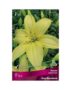 Лилии Азиатские «Изи Ванилла», 14/16 р-р, 2 шт. 100 h(см), Осень 2022 Поиск