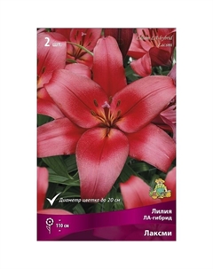 Лилии ЛА-гибриды «Лаксми», 14/16 р-р, 2 шт. 110 h(см), Осень 2022 Поиск