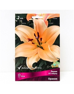Лилии ОТ-Гибриды «Орания», 14/16 р-р, 2 шт. 120 h(см), Осень 2025 Поиск
