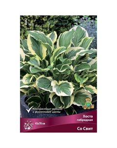 Хоста гибридная Со Свит, I р-р, 1 шт. 45*70 h(см), Осень 2025 Поиск