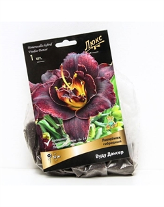 Лилейник гибридный Вуду Дансер, I р-р, 1 шт. 55 h(см), Осень 2022 Поиск