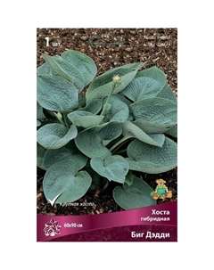 Хоста гибридная Биг Дэдди, I р-р, 1 шт. 60*90 h(см), Осень 2025 Поиск