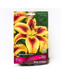 Лилии ОА-Гибриды «Вива ла Вида», 14/16 р-р, 2 шт. 110 h(см), Осень 2024 Поиск