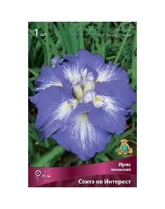 Ирис японский «Сентэ ов Интерест», I р-р, 1 шт. 95 h(см), Осень 2022 Поиск