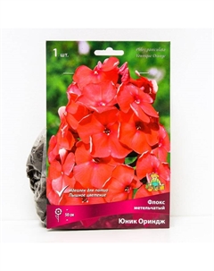 Флокс метельчатый Юник Ориндж, I р-р, 1 шт. 50 h(см), Осень 2025 Поиск