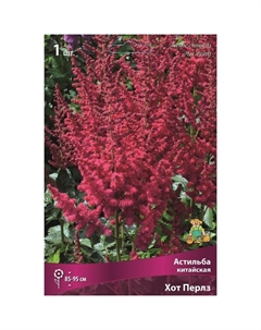 Астильба китайская «Хот Перлз», I р-р, 1 шт. 85-95 h(см), Осень 2024 Поиск