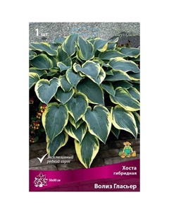 Хоста гибридная Волиз Гласьер, I р-р, 1 шт. 50*80 h(см), Осень 2025 Поиск