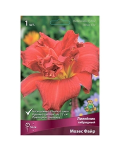 Лилейник гибридный «Мозес Файр», I р-р, 1 шт. 56 h(см), Осень 2024 Поиск