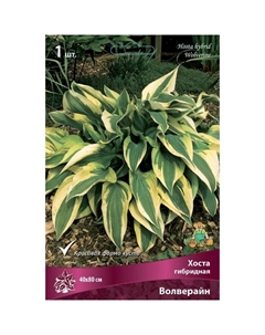 Хоста гибридная Волверайн, I р-р, 1 шт. 40*80 h(см), Осень 2025 Поиск
