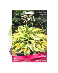 Хоста гибридная Мама Миа, I р-р, 1 шт. 40*65 h(см), Осень 2025 Поиск