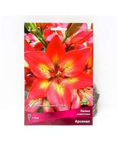 Лилии Азиатские «Арсенал», 14/16 р-р, 2 шт. 110 h(см), Осень 2024 Поиск