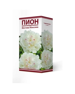 Пионы молочноцветковые Фестива Максима, 2-3 р-р, 1 шт. 90 h(см), Осень 2025 Поиск