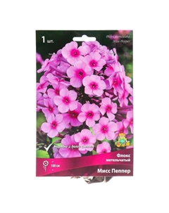 Флокс метельчатый Мисс Пепер, I р-р, 1 шт. 80 h(см), Осень 2022 Поиск