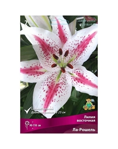 Лилии Восточные "Ла-Рошель", 14/16 р-р, 2 шт. 110 h(см), Осень 2022 Поиск
