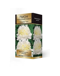 Пионы молочноцветковые Чеддар Чиз, 2-3. р-р, 1 шт. 90-95 h(см), Осень 2025 Поиск