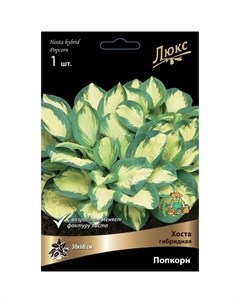Хоста гибридная Попкорн, I р-р, 1 шт. 30*60 h(см), Осень 2025 Поиск