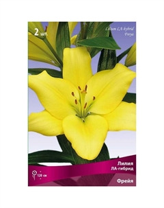 Лилии ЛА-гибриды «Фрейя», 14/16 р-р, 2 шт. 120 h(см), Осень 2022 Поиск
