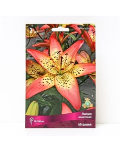 Лилии Азиатские «Италия», 14/16 р-р, 2 шт. 90-150 h(см), Осень 2024 Поиск