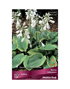 Хоста гибридная Мейпл Лиф, I р-р, 1 шт. 55 h(см), Осень 2025 Поиск