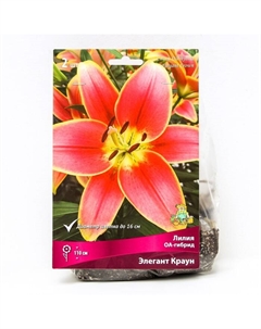 Лилии ОА-Гибриды «Элегант Краун», 14/16 р-р, 2 шт. 110 h(см), Осень 2022 Поиск