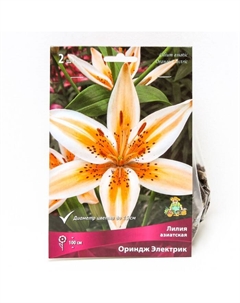 Лилии Азиатские «Ориндж Электрик», 14/16 р-р, 2 шт. 100 h(см), Осень 2025 Поиск