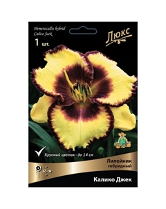 Лилейник гибридный Калико Джек, I р-р, 1 шт. 65 h(см), Осень 2024 Поиск