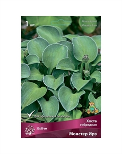Хоста гибридная Монстер Ирз, I р-р, 1 шт. 35*50 h(см), Осень 2025 Поиск