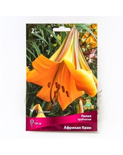Лилии Трубчатые «Африкан Квин», 14/16 р-р, 2 шт. 120 h(см), Осень 2025 Поиск