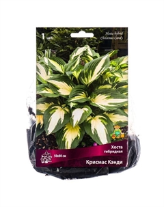 Хоста гибридная Крисмас Кэнди, I р-р, 1 шт. 50*80 h(см), Осень 2025 Поиск